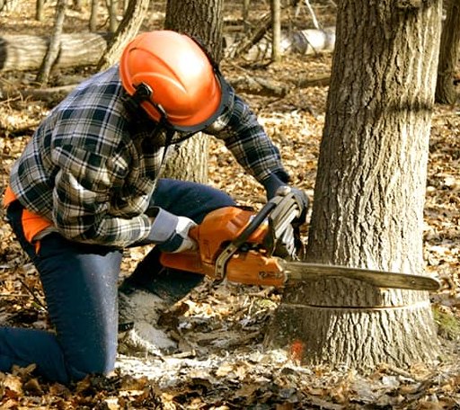 Tree Removal in Whately, MA